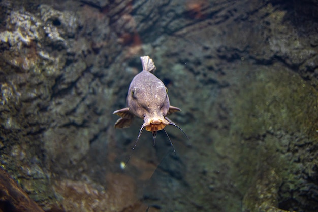 klein visdier dat zwemt in het aquarium van de dierentuin van Zaragoza in Spanje op een donkere achtergrond