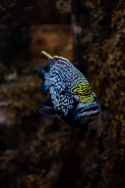 klein visdier dat zwemt in het aquarium van de dierentuin van Zaragoza in Spanje op een donkere achtergrond