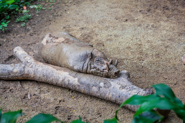 Klein vuil wrattenzwijn dat dichtbij de boom ligt