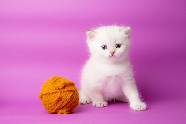 Klein wit babykatje met een bolletje draad op een paarse achtergrond