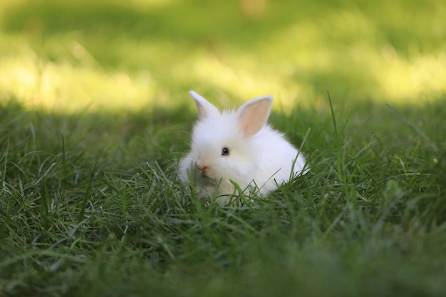 klein wit konijn in een groen veld