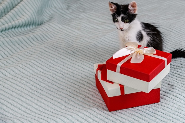 Klein zwart-wit katje en geschenkdoos op een bed