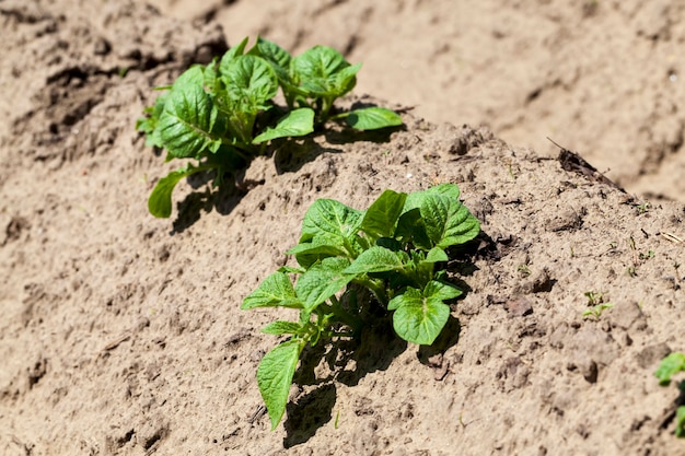 Kleine aardappelplanten