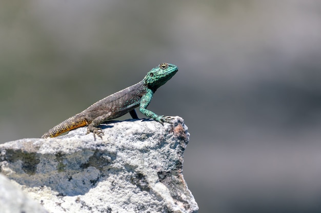 Kleine agama hagedis op een rots in kaapstad, zuid-afrika