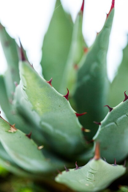 Kleine agave plant op een witte achtergrond.