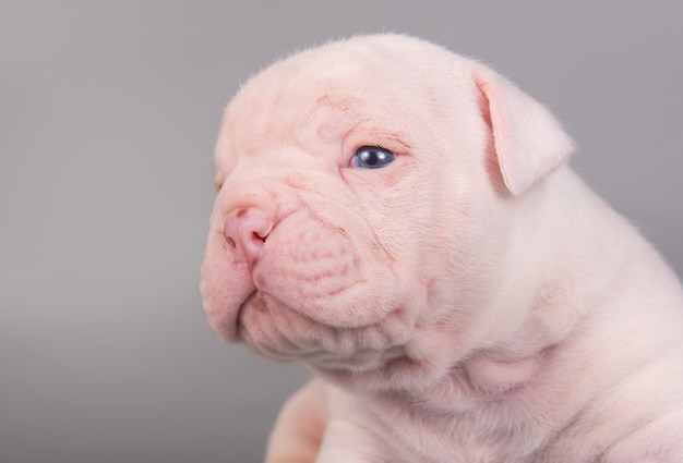 Kleine Amerikaanse Bulldog-puppyhond zit op lichtgrijs.