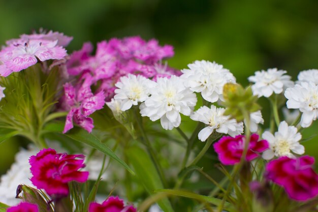 Kleine anjers zijn tuinbloemen. Boeket in de natuur