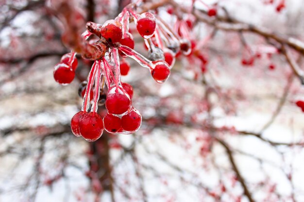 Foto kleine appeltjes in de winter in een ijskorst