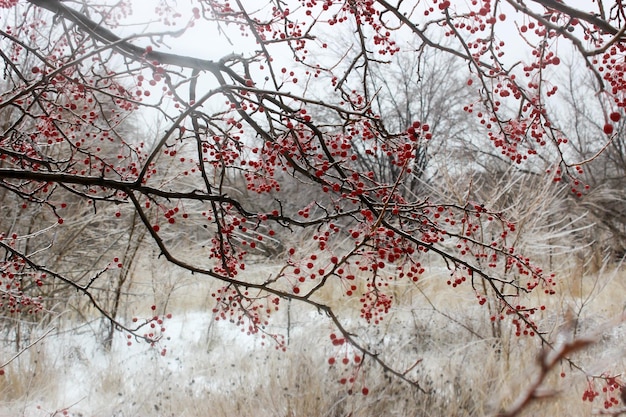 Foto kleine appeltjes in de winter in een ijskorst