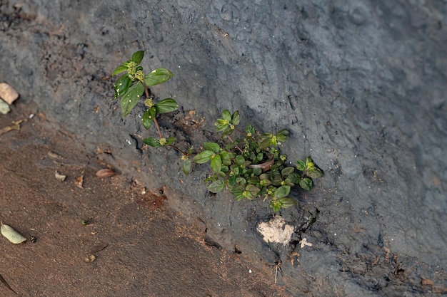 Foto kleine astma plant