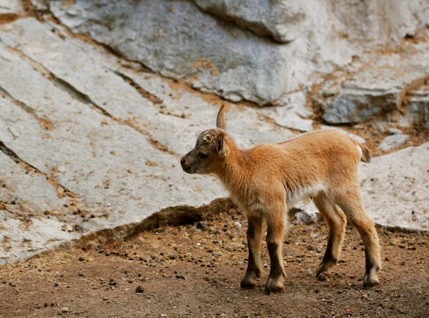 Kleine baby geiten op veld in het voorjaar