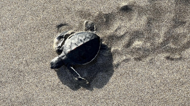 Kleine babyschildpadjes voor het eerst op het strand