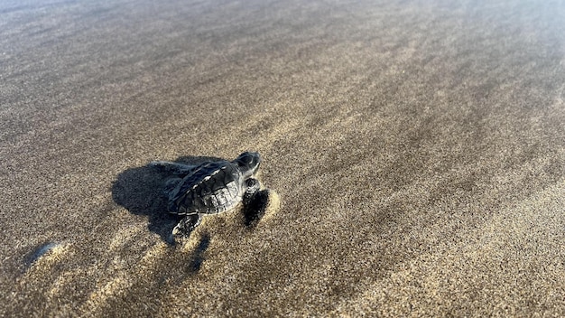 Kleine babyschildpadjes voor het eerst op het strand