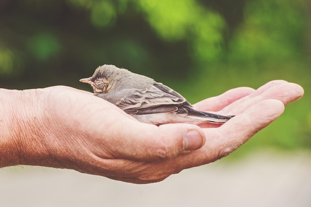 Kleine babyvogel in de hand van de mens is een concept van milieu en dieren afgezwakt