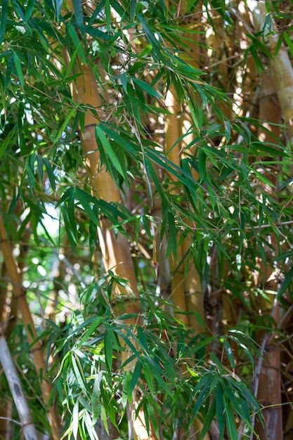 Kleine bamboestamplant heeft prominente takken en rietbladeren. Stam van bamboe vorm van een hol riet. Detail van een bamboeboom Japans bamboebos in de zonnige dag is een soort met gras begroeide plant.