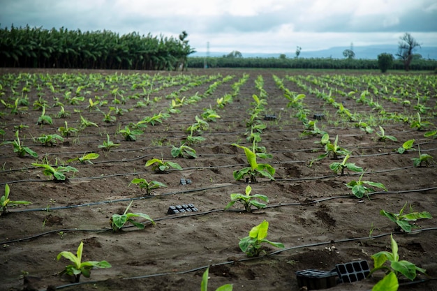 Kleine bananenplanten groeien