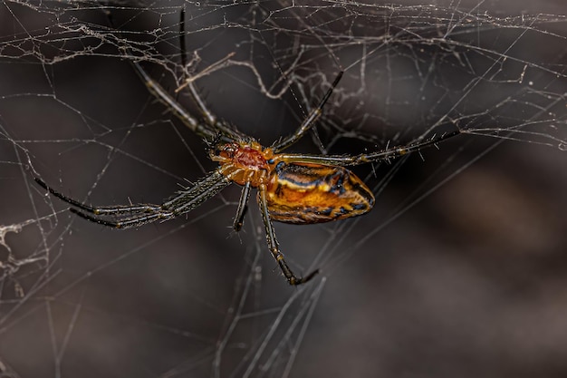 Kleine Basiliek Orbweaver Spider