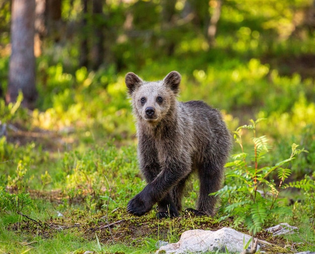 Kleine beer in het bos in zijn habitat