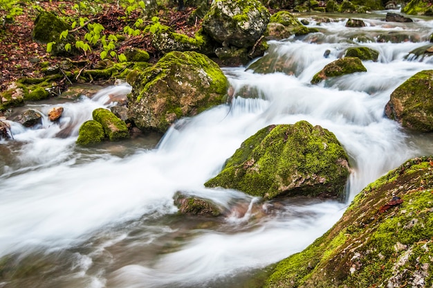 Kleine bergwaterval stroomt over bemoste stenen en bedekt met mist, groeit varen op de kust