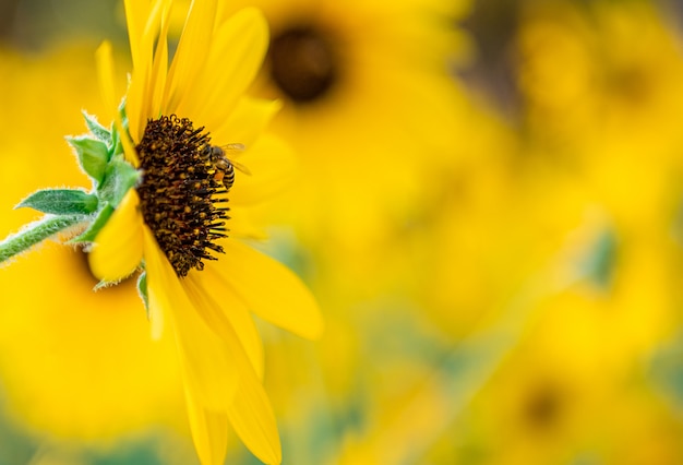 Kleine bij en gele zonbloem