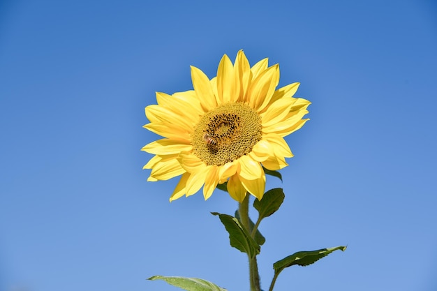 Kleine Bij in Zonnebloem (Helianthus annuus)