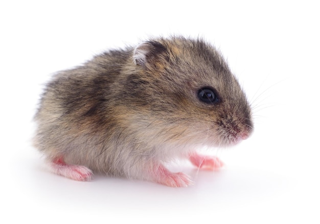 Kleine binnenlandse hamster die op witte achtergrond wordt geïsoleerd