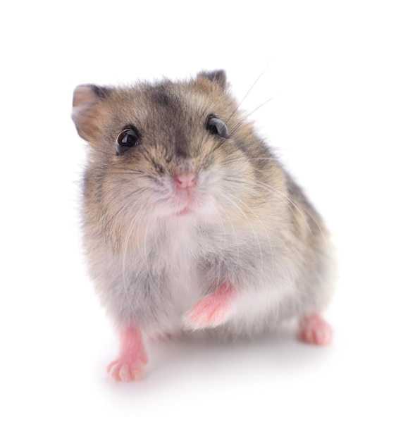 Kleine binnenlandse hamster die op witte achtergrond wordt geïsoleerd