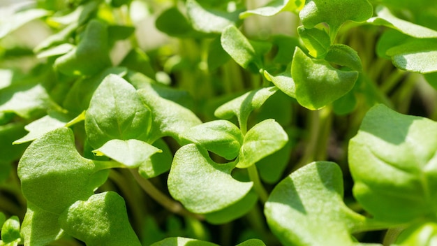 Kleine blaadjes jonge groene basilicumscheuten