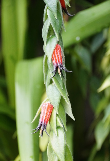 Foto kleine bladeren en rode bloemen van ceratostema villosa, een zeldzame tropische plant