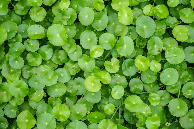 Foto kleine bladgroene aardachtergrond