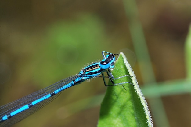 Kleine blaue libelle sitzt auf einem blatt am teich