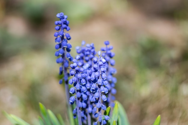 Kleine blauwe bloemen op een tak van een plant