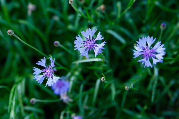 Kleine blauwe bloemen op groene gebladerteachtergrond