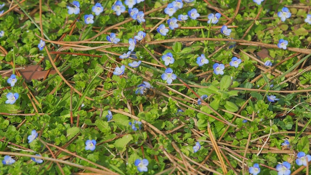Kleine blauwe forgetmenot bloemen voorjaarsbloesem achtergrond kleine blauwe jack vorst bloemen dichtbij