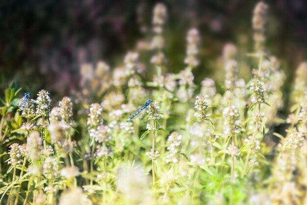 Kleine blauwe libel op het groene gras in het veld. Macrobeeld met kleine scherptediepte