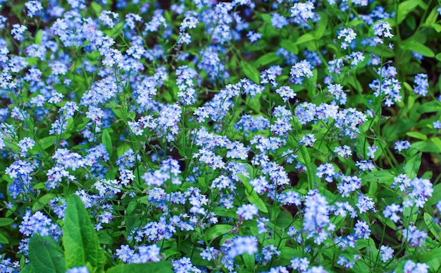 Kleine blauwe vergeetmenotbloemen op de lenteweide