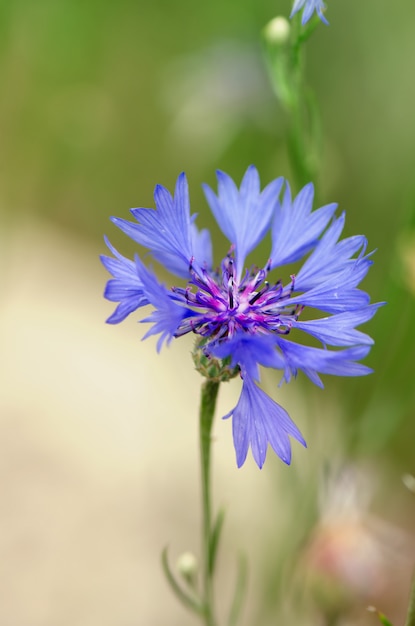 Kleine bloem die in de tuin bloeit