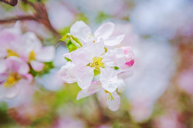 Kleine bloem van appelboom instagram stile