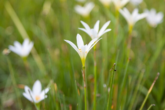 Kleine bloem van gras