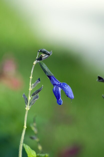 Foto kleine bloem