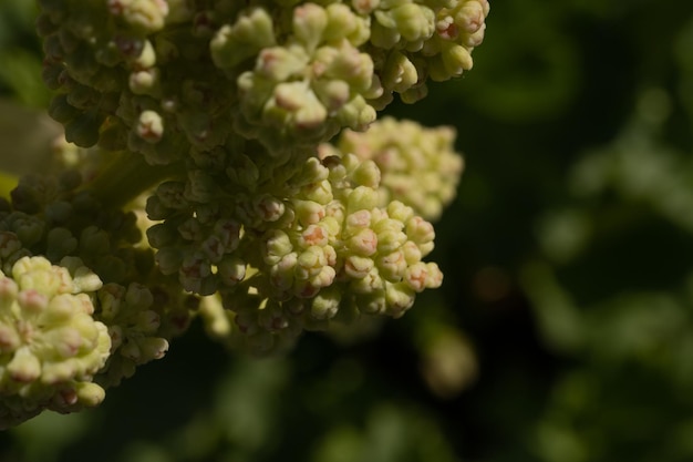 Kleine bloemen close-up op een zonnige dag, macrofotografie