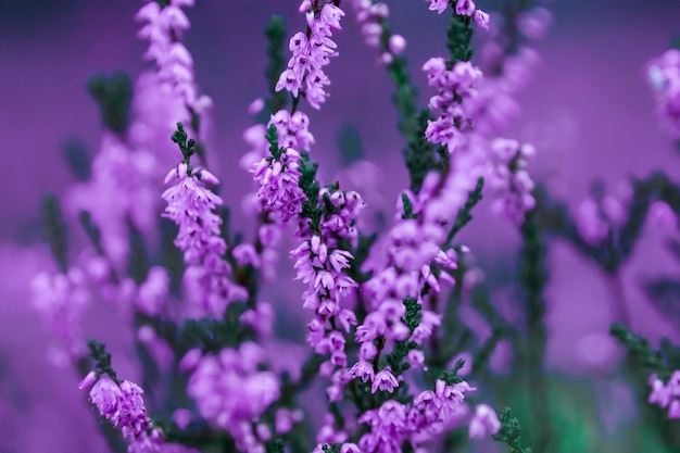 kleine bloemen op een getinte zachte achtergrond in de open lucht