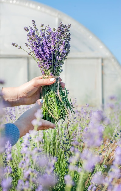 Kleine boeketten van een bos lavendel in handen op een achtergrond van een kas