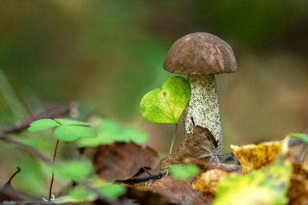 Kleine boletus-paddenstoel groeit in het bos tussen gevallen herfstverlof