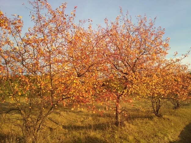 kleine bomen appelbomen verlicht door de ondergaande zon in de tuin in het park nature