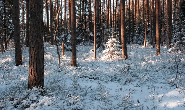 Kleine bomen bedekt met verse sneeuw in een fantastische winter dennenbos