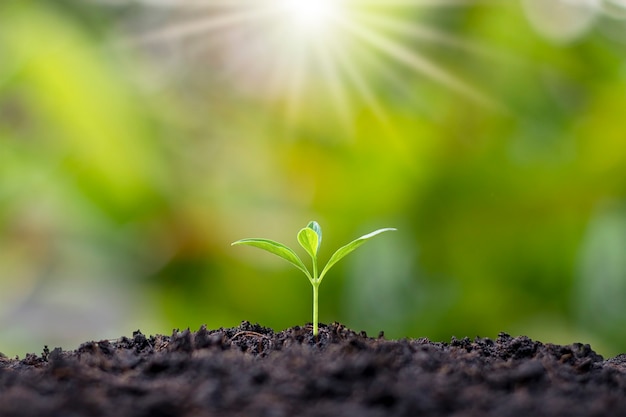 Kleine bomen met groene bladeren, natuurlijke groei en zonlicht, het concept van landbouw en duurzame plantengroei.