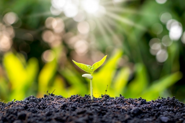 Kleine bomen met groene bladeren, natuurlijke groei en zonlicht, het concept van landbouw en duurzame plantengroei.