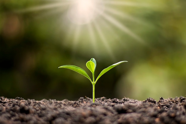 Kleine bomen met groene bladeren, natuurlijke groei en zonlicht, het concept van landbouw en duurzame plantengroei.