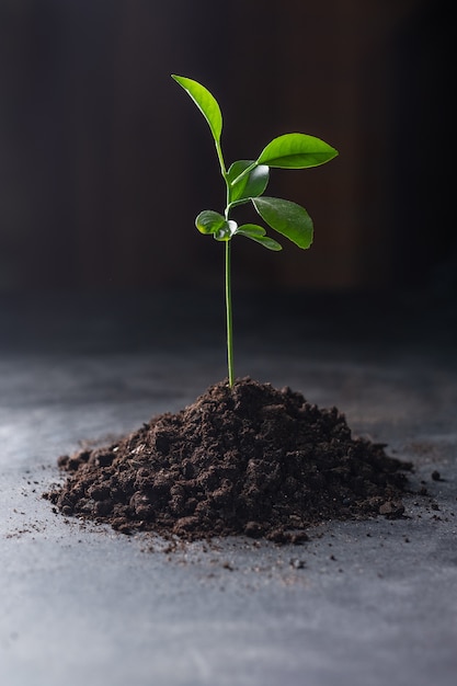 Kleine bomen met groene bladeren, natuurlijke groei, het concept van landbouw en duurzame plantengroei.